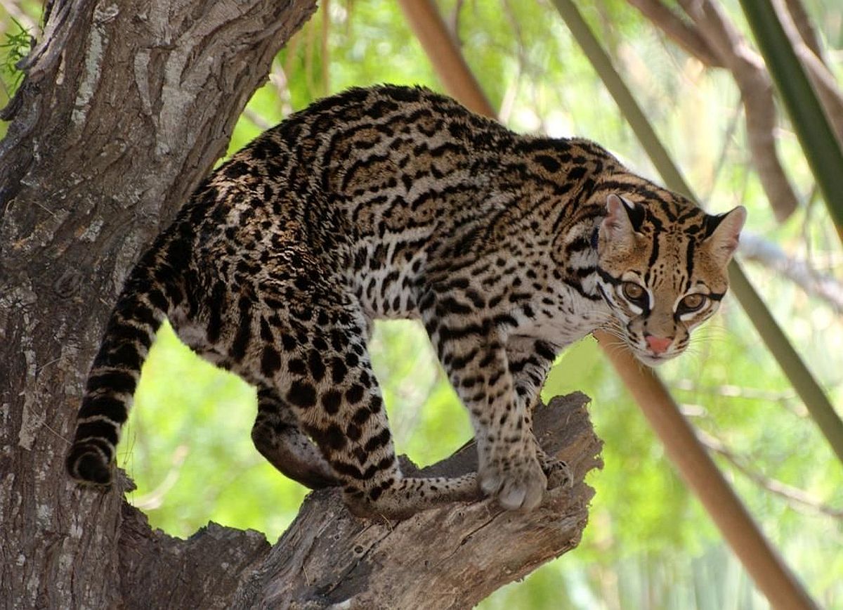 Ocelot at Lower Rio Grande Valley National Wildlife Refuge in Texas